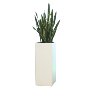 Cool Stehkube inkl. Sansevieria 1